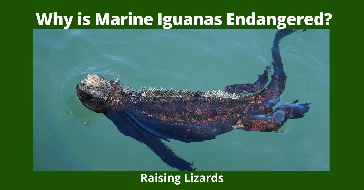 Why is Marine Iguanas Endangered?